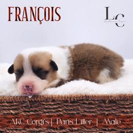 François - Red male Pembroke Welsh Corgi puppy in Pine Village, Indiana from NL Horsemanship