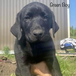 Labrador Retriever Puppies from Retrieving Labradors