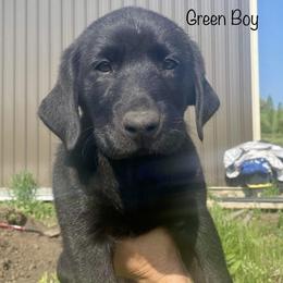 Labrador Retriever Puppies from Retrieving Labradors