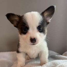 Murphy - Gray and white male American Corgi puppy in Oxford, Iowa from Burns Corgis
