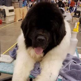 Yaris - Newfoundland