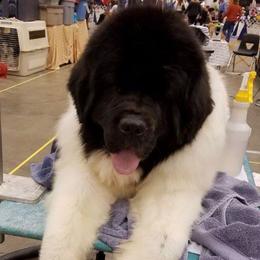 Yaris - Newfoundland