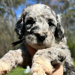 Sweet potato - Merle female Labradoodle puppy in Greensboro, Georgia from B’s Doodles