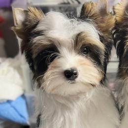 Boy 1 - Black tan and white male Biewer Terrier puppy in Lathrop, California from Forever Charmed