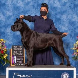 Maya - Cane Corso