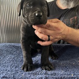 Red Collar - Black Cane Corso puppy in Stilwell, Oklahoma from Darkside Kennel