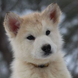 Juno - Gray and white female Alaskan Malamute puppy in Independence, Virginia from New River Valley Malamutes