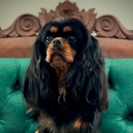 Dolly - Cavalier King Charles Spaniel