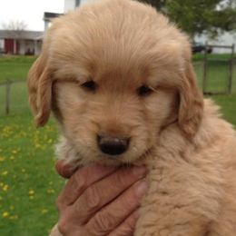 Golden Retrievers from Joy Gin Kennels