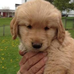 Golden Retrievers from Joy Gin Kennels