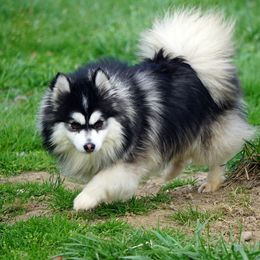 Meeko - Pomsky