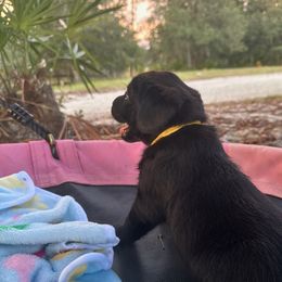 Labrador Retriever Puppies from Cedar Key Labradors