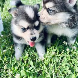 Kota - Tri-color male Pomsky puppy in Burton, Michigan from Snow Shark Pomskys