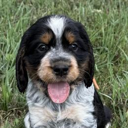Boy 6 - male English Springer Spaniel puppy in Fort Collins, Colorado from Indy Star Springers