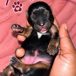 Pearl - Black and tan female Yorkshire Terrier puppy in Gastonia, North Carolina from Banks Dynasty Kennel