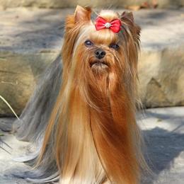 NuNu - Yorkshire Terrier