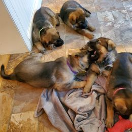 German Shepherd Puppies from Wind Dance German Shepherds