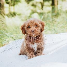 Yellow collar boy - Buff male Cockapoo puppy in Missoula, Montana from Big Sky Cockapoos
