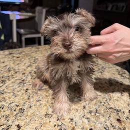 Boy 1 - Liver male Miniature Schnauzer puppy in Bloomington, California from Mini Beard Buster Kennel
