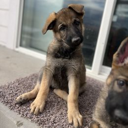 German Shepherd Puppies from Vom Haus Denfors K9