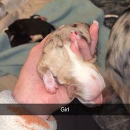 Miniature Australian Shepherd Puppies from East Texas Aussie Haven
