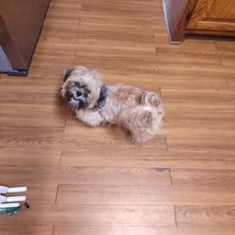 Shih Tzu All Grown Up from Charming Southern Shih Tzu
