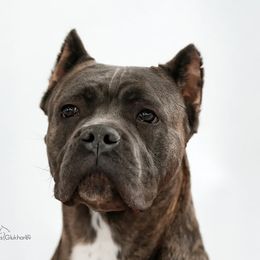 Nika - Cane Corso