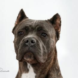 Nika - Cane Corso