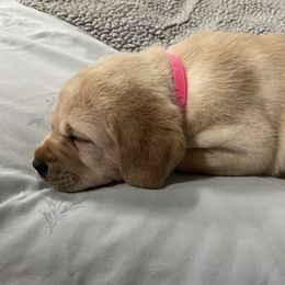 Labrador Retriever Puppies from Pea Ridge Labradors