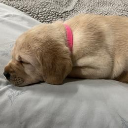 Labrador Retriever Puppies from Pea Ridge Labradors