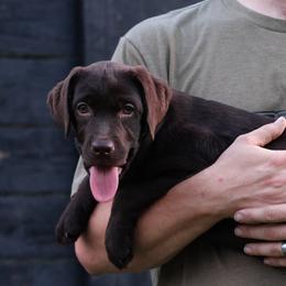 Seabreeze - Chocolate female Labrador Retriever puppy in Morriston, Florida from Penny Lane Labradors
