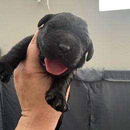 Black male 3 - Black male Labrador Retriever puppy in Menifee, California from The Golden Leash Kennels