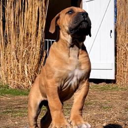 GOKU - Red male Boerboel puppy in Pennsylvania from Cold River Boerboels