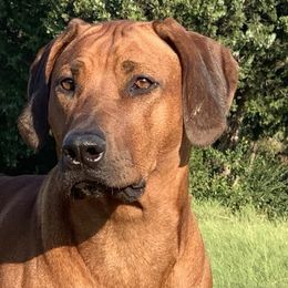 Zori - Rhodesian Ridgeback