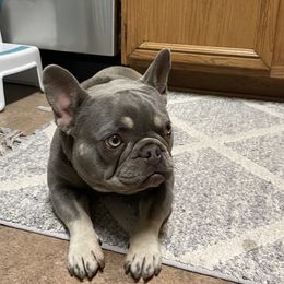 French Bulldogs from FrenchieClub