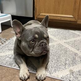 French Bulldogs from FrenchieClub