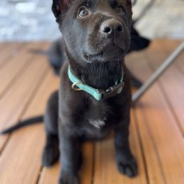 German Shepherd Puppies from Von Lambor German Shepherds