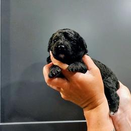 Jamaica - Black female Goldendoodle puppy in Forest, Ohio from Mini Doodle Buddies