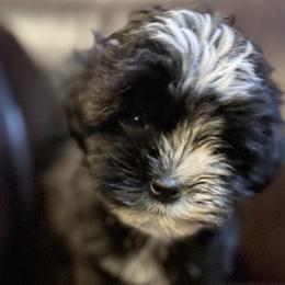 Companion Crosses, Havanese, Havapoos, Maltese, and Maltipoos from 3 Bs Havanese-PUPPIES with  PURPOSE