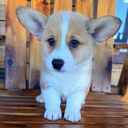Kai - Sable male Pembroke Welsh Corgi puppy in El Dorado Springs, Missouri from Trixie Dixie