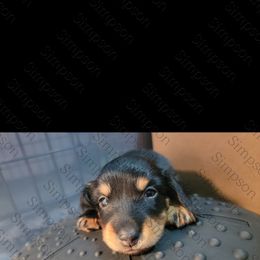Orange Girl - Black and tan female Dachshund puppy in Yuba City, California from Simpson Dachshunds