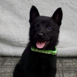 Kilo - Black male German Shepherd puppy in Muldrow, Oklahoma from Reizarf Kennels