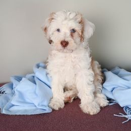 Aussiedoodle Puppies from Frenchie LOVE and Doodles