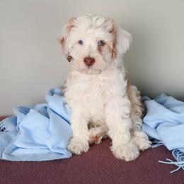Aussiedoodle Puppies from Frenchie LOVE and Doodles
