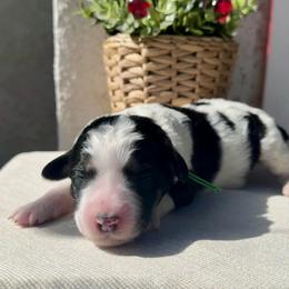 Ever - Black and white male Bernedoodle puppy in Moreno Valley, California from Ayy_Doodles