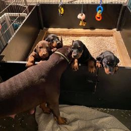 Doberman Pinscher Puppies from Kiziah Dobermans