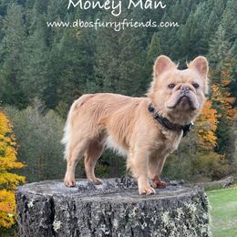 Money Man - French Bulldog