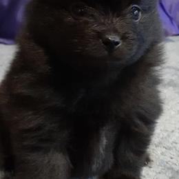 Morticia - Black female Pomeranian puppy in Jackson, New Jersey from Peapod Pomeranians