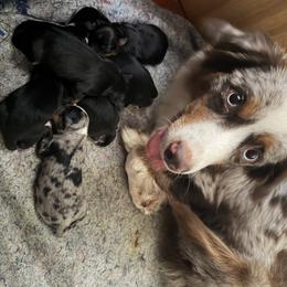 Miniature Australian Shepherd puppies from Marsh Runner Aussies