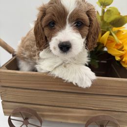 Girl 1 - Blenheim female Cavapoo puppy in Camden, North Carolina from Luv My Doodle